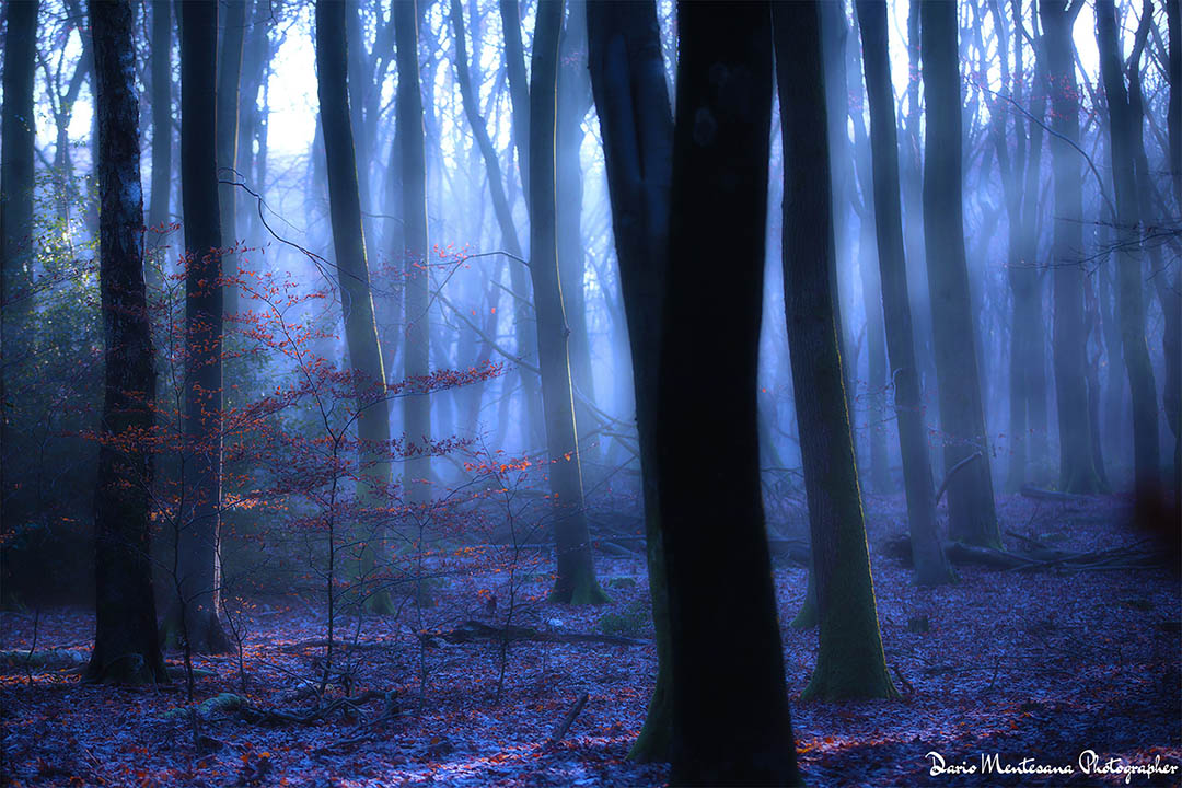 Breda Forest
